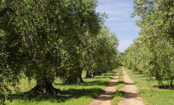 olajfak_Honorat_small