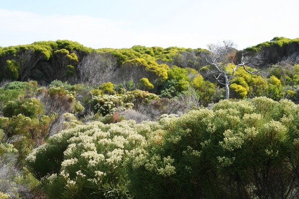 1024px-Flora_at_Cape_Peninsula