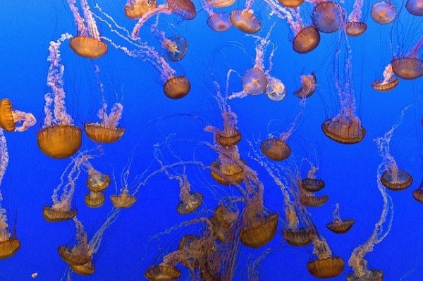 jellyfish-739240_640