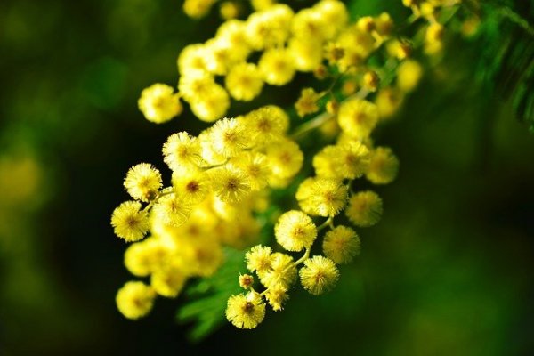 mimosa-274206_640
