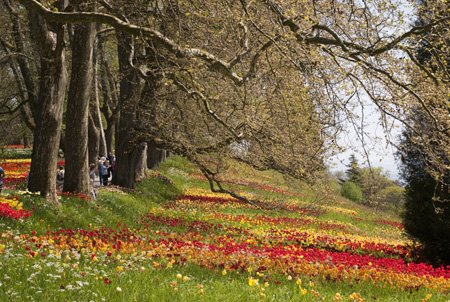tulipánerdő