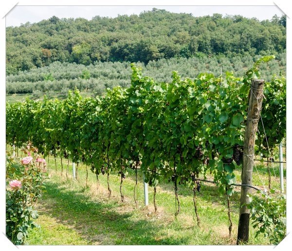 066_szolo_es_olajfa_small_kicsik