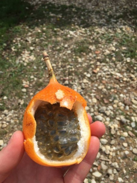 19749499_2022791564619581_1342942069_o (1)_kicsik